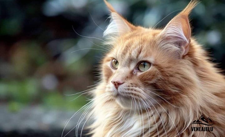 maine coon price range